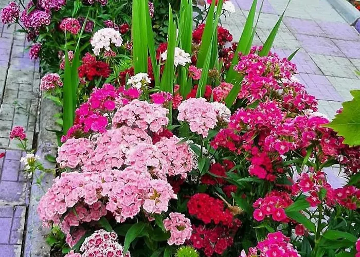 Old Town 2, Center ,parking Daire